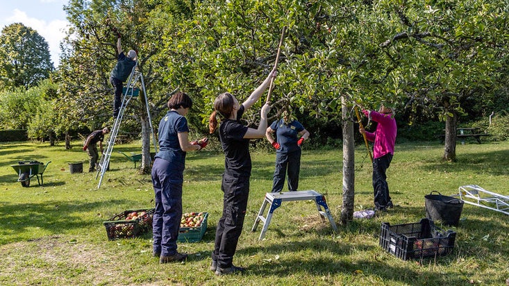 Volunteers at Hughenden Manor Apple Harvest